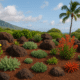 Drought-Tolerant Landscaping in Maui